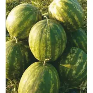 Seminte pepene verde Baraka F1