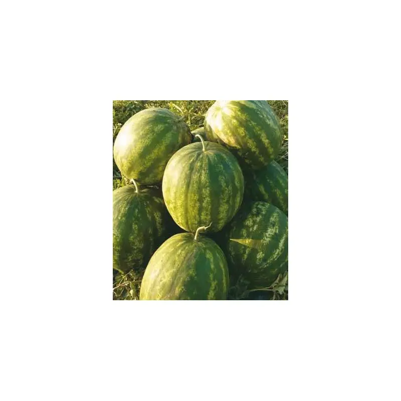 Seminte pepene verde Baraka F1