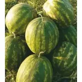 Seminte pepene verde Baraka F1