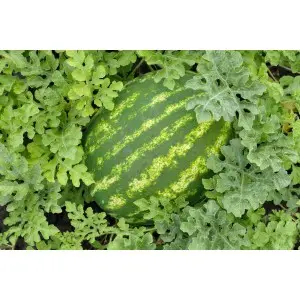 Seminte pepene verde Baraka F1