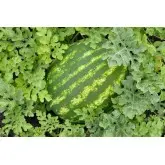 Seminte pepene verde Baraka F1