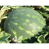Seminte pepene verde Mirza F1