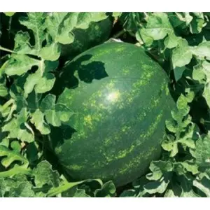 Seminte pepene verde Mirza F1