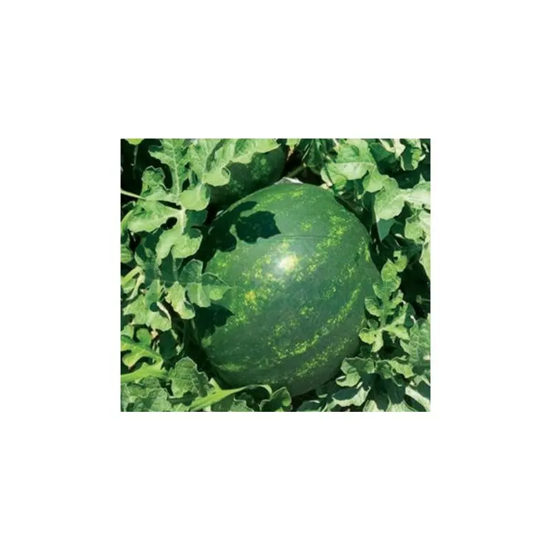 Seminte pepene verde Mirza F1