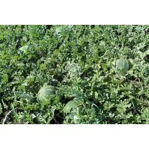 Seminte pepene verde Roman F1