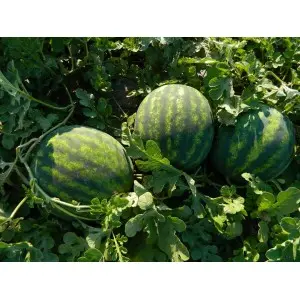 Seminte pepene verde Romanza F1
