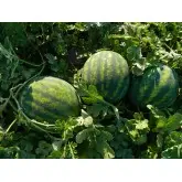 Seminte pepene verde Romanza F1