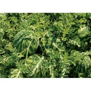 Seminte pepene verde Sorento F1