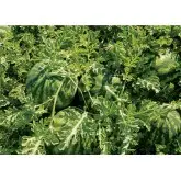 Seminte pepene verde Sorento F1