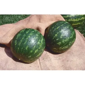 Seminte pepene verde Topgun F1