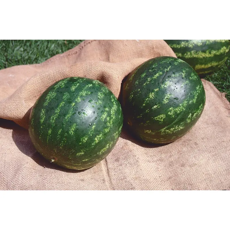 Seminte pepene verde Topgun F1