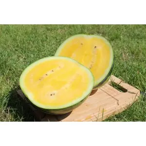 Seminte pepene verde Yellow Bite F1