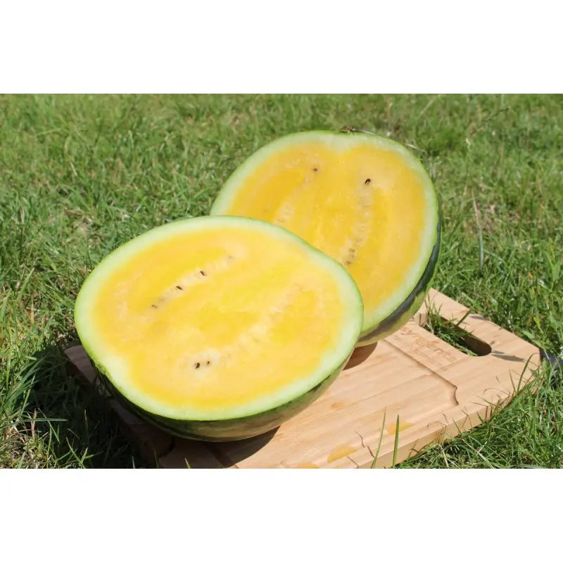 Seminte pepene verde Yellow Bite F1