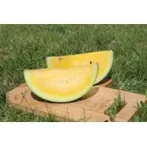Seminte pepene verde Yellow Bite F1
