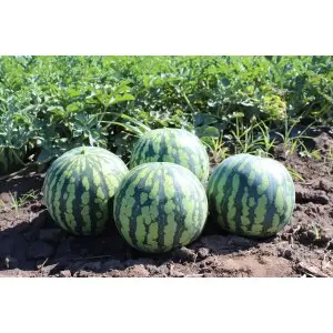 Seminte pepene verde Yellow Bite F1