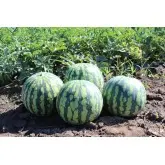 Seminte pepene verde Yellow Bite F1