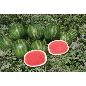 Seminte pepene verde Fascination F1