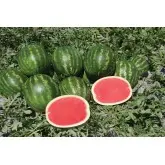 Seminte pepene verde Fascination F1