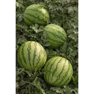 Seminte pepene verde Kasmira F1