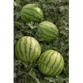 Seminte pepene verde Kasmira F1