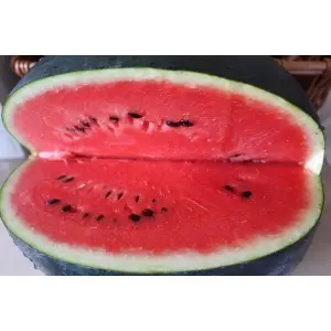 Seminte pepene verde Lorian F1 (WMH 4715)