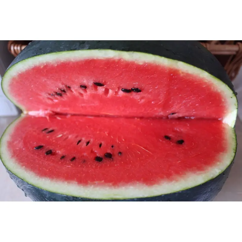 Seminte pepene verde Lorian F1 (WMH 4715)