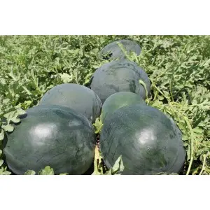 Seminte pepene verde Lorian F1 (WMH 4715)