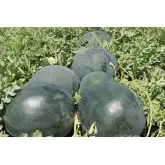 Seminte pepene verde Lorian F1 (WMH 4715)