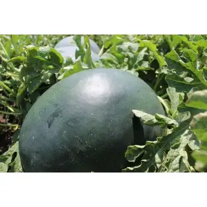Seminte pepene verde Lorian F1 (WMH 4715)