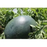 Seminte pepene verde Lorian F1 (WMH 4715)
