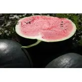 Seminte pepene verde Romantic F1