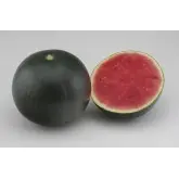Seminte pepene verde Morena F1