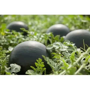 Seminte pepene verde Morena F1