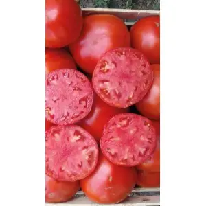 Seminte tomate Bobcat F1