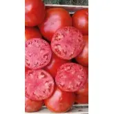Seminte tomate Bobcat F1