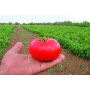 Seminte tomate Bobcat F1