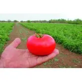 Seminte tomate Bobcat F1
