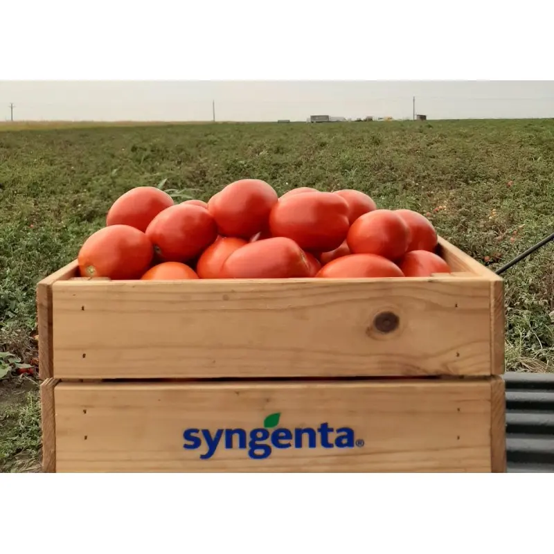 Seminte tomate Brixtone F1