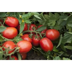 Seminte tomate Firmus F1