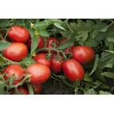 Seminte tomate Firmus F1