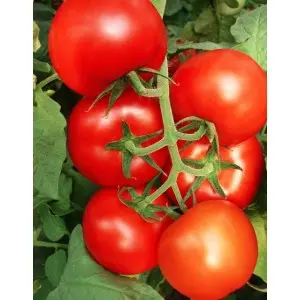 Seminte tomate Bostina F1