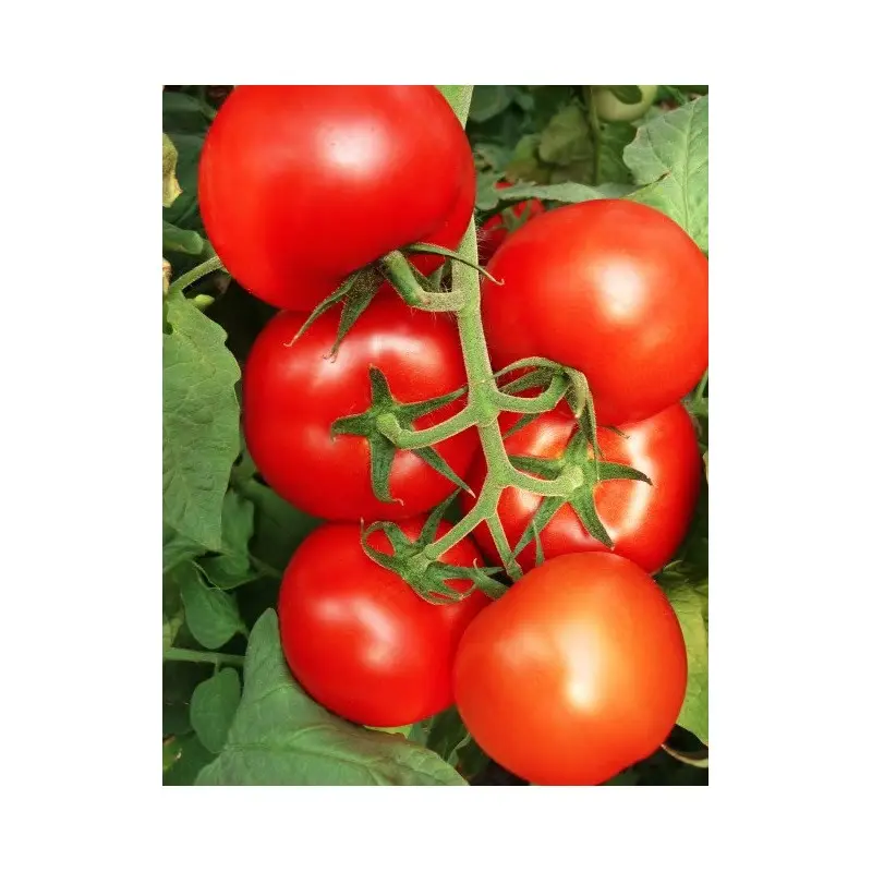 Seminte tomate Bostina F1