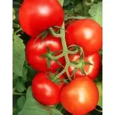 Seminte tomate Bostina F1