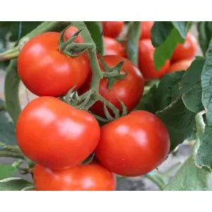 Seminte tomate Ciciu F1