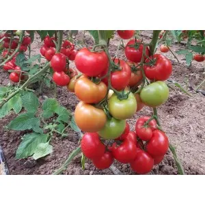 Seminte tomate Ciciu F1