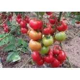 Seminte tomate Ciciu F1