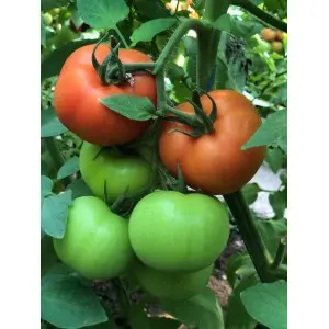 Seminte tomate Dinakor F1