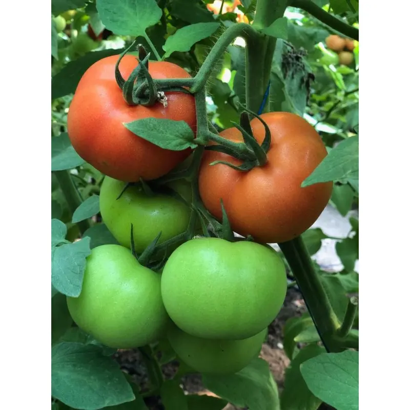 Seminte tomate Dinakor F1