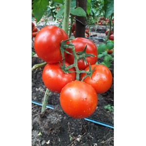 Seminte tomate Dinakor F1