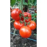 Seminte tomate Dinakor F1